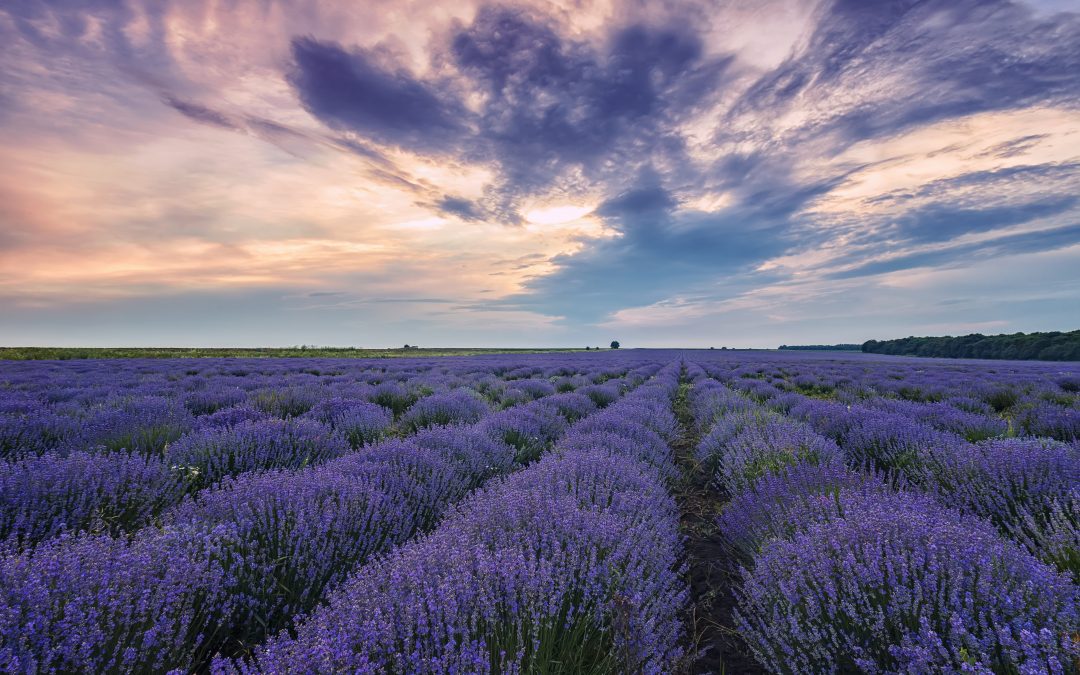 Lavendel bei Schlafproblemen?