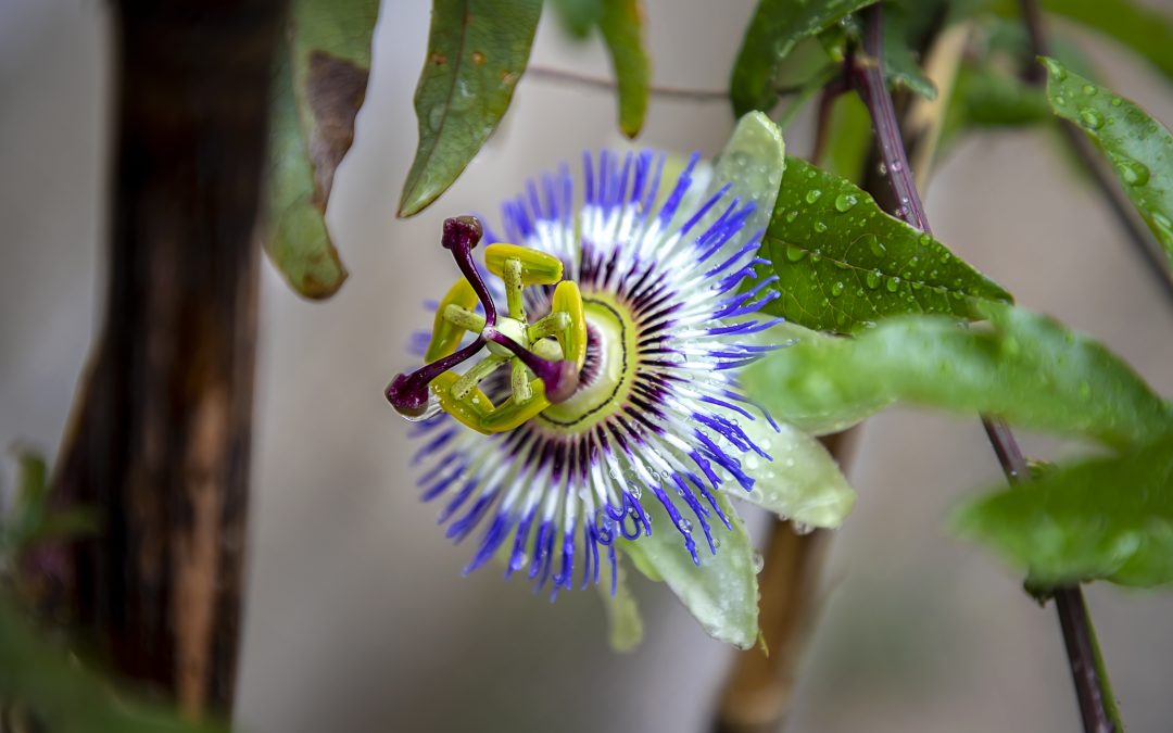 Passionsblume bei Schlafstörungen