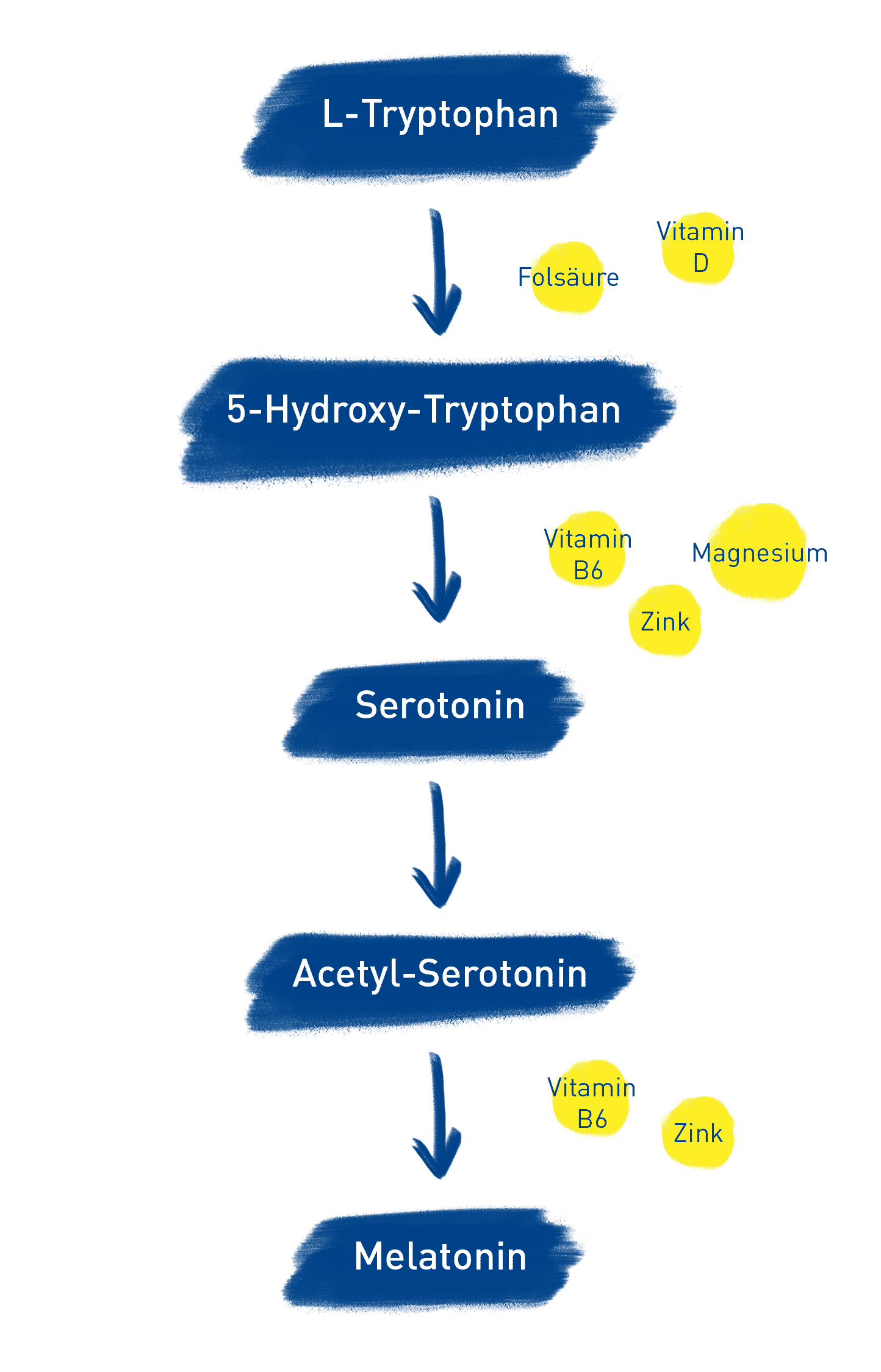 wie entsteht melatonin