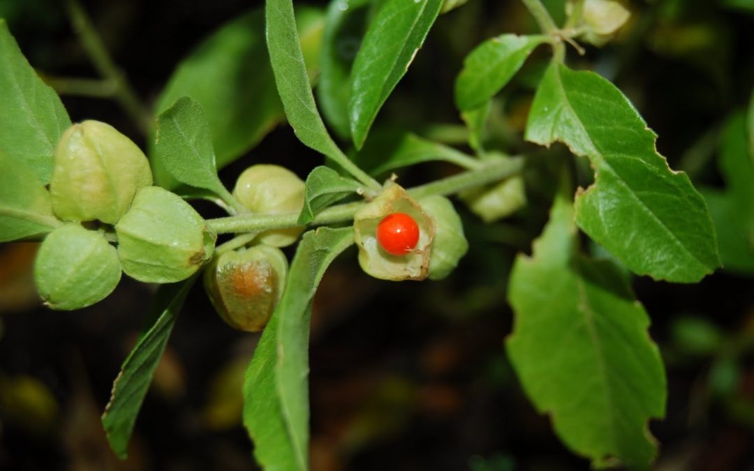 Schlafbeere – Ashwagandha